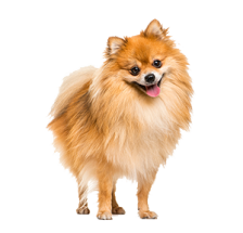 Pomeranian puppy. How Parachute Law Solicitors helped a client overcome PTSD symptoms during an ILA meeting, aiding access to justice.