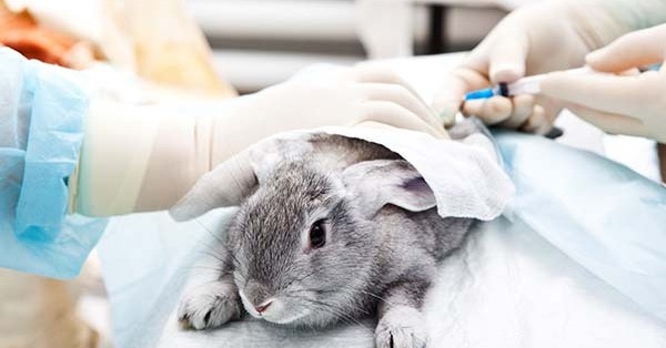 Animal testing to be phased out faster as UK unveils roadmap for alternative methods