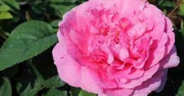 England’s Roses Rule the World While the PM Heads Into a High-Stakes Conference: What the Sunday Papers Reveal About Politics, Defence and the Law